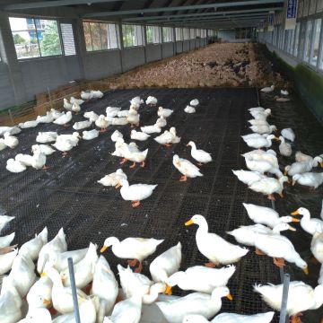 波斯頓美式脆皮炸雞 萬華店