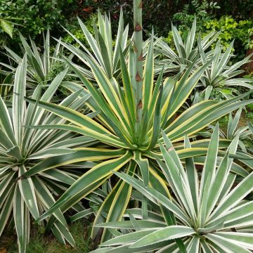 魔幻豆子主題館