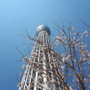 天空樹 SKY TREE