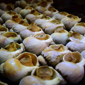 海之味現烤翡翠螺