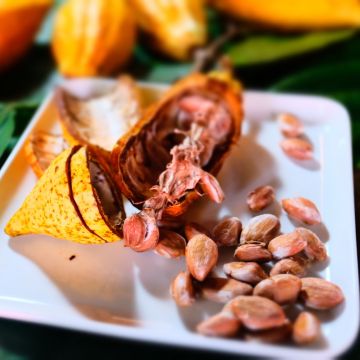 烏牛欄手作巧克力花園