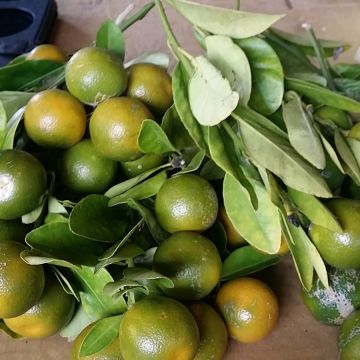 怪咖柴燒披薩咖啡