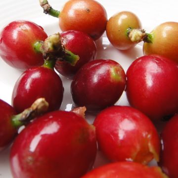 蓹藏咖啡手作烘焙館