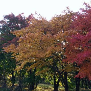 雪嶽山（台南東區店）