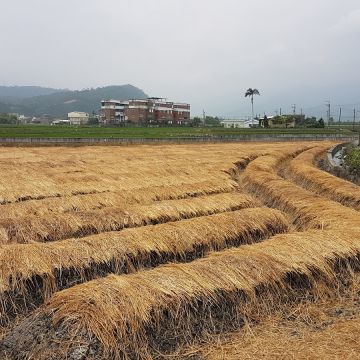 來自宜蘭的三星蔥仔包餅