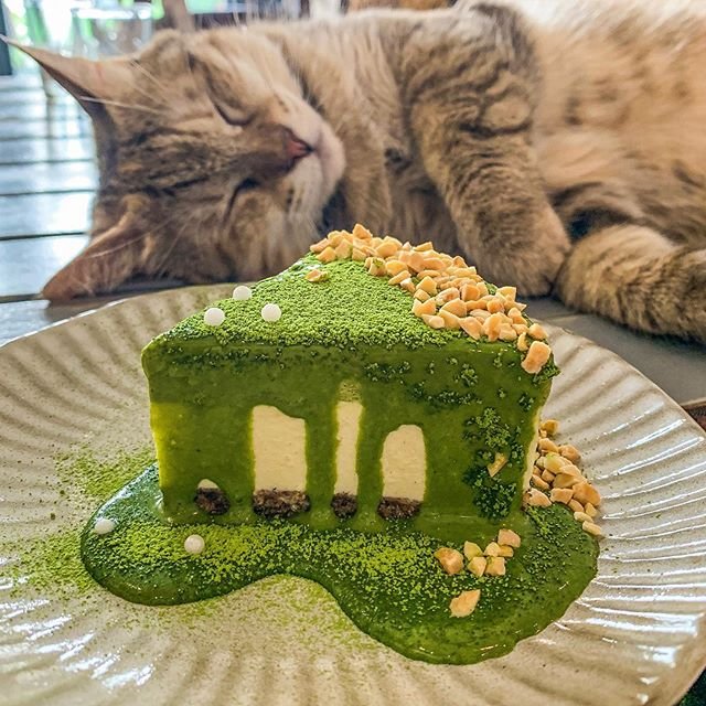 以為我今天是來介紹生乳酪的嗎？！錯❌我今天是來介紹貓貓的！